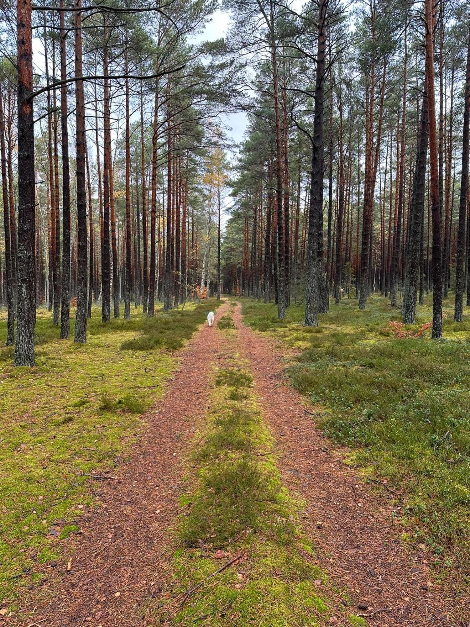Domki Skandynawskie Kopalino Exteriör bild